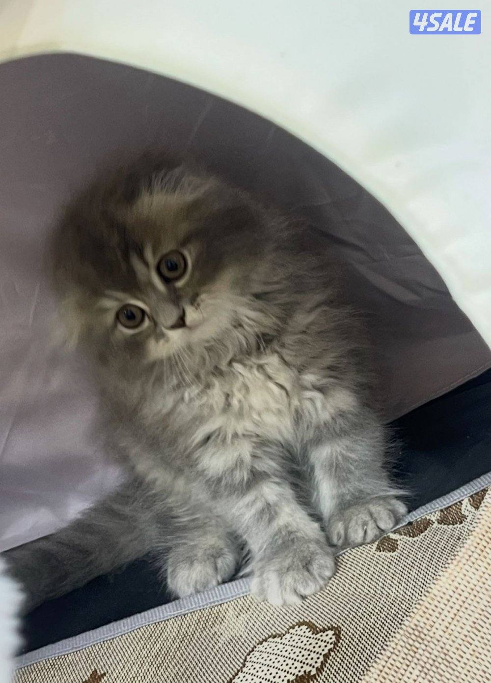 للبيع قطاوه بريتش و شيرازي هاملي العمر شهرين في نثية و ذكر صحتهم زينه2