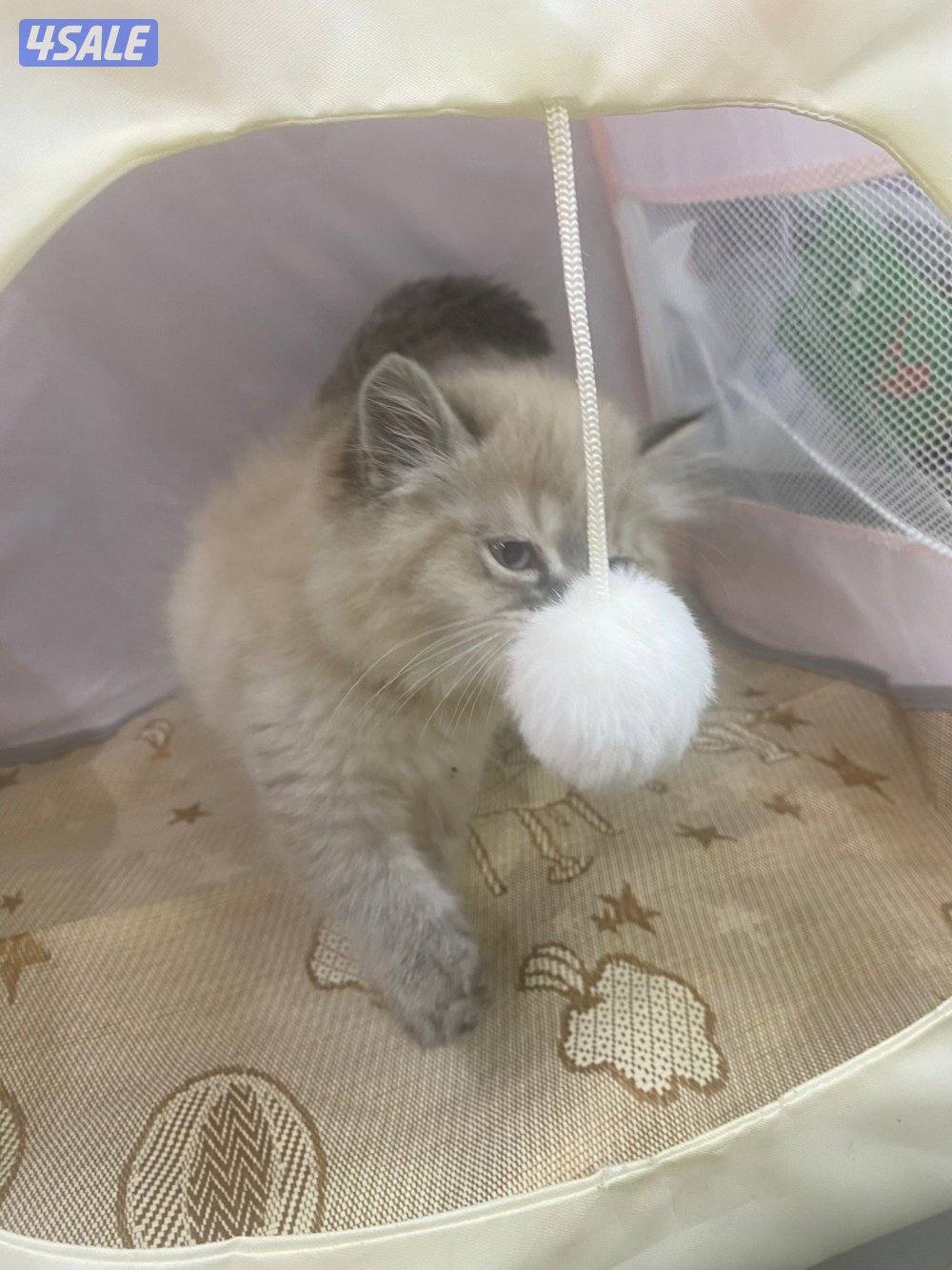 للبيع قطاوه بريتش و شيرازي هاملي العمر شهرين في نثية و ذكر صحتهم زينه3