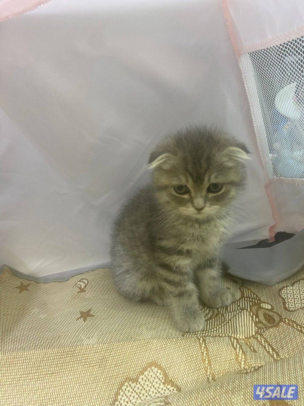 للبيع قطاوه بريتش و شيرازي هاملي العمر شهرين في نثية و ذكر صحتهم زينه4