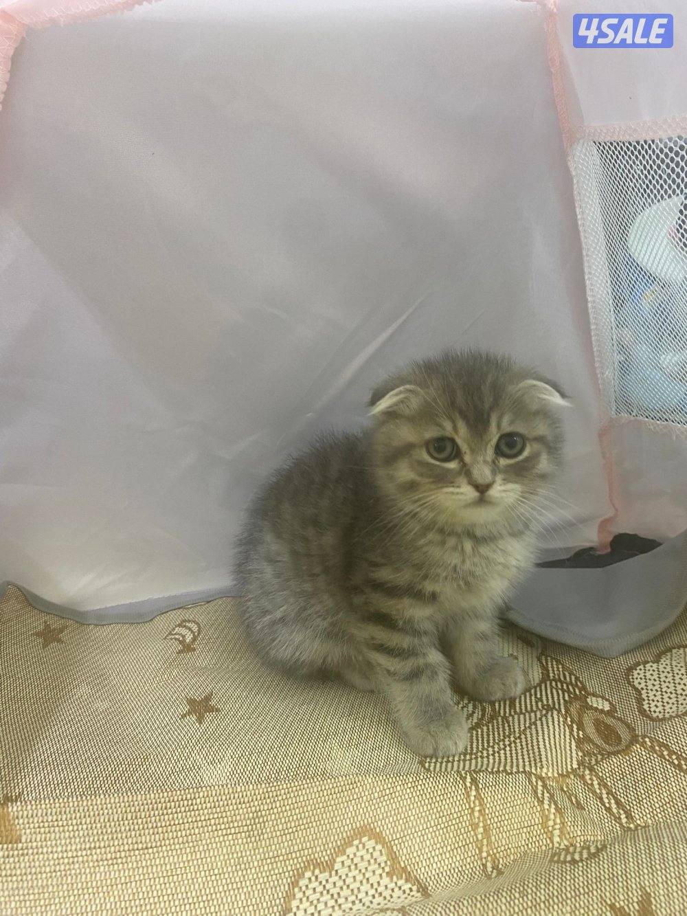 للبيع قطاوه بريتش و شيرازي هاملي العمر شهرين في نثية و ذكر صحتهم زينه5