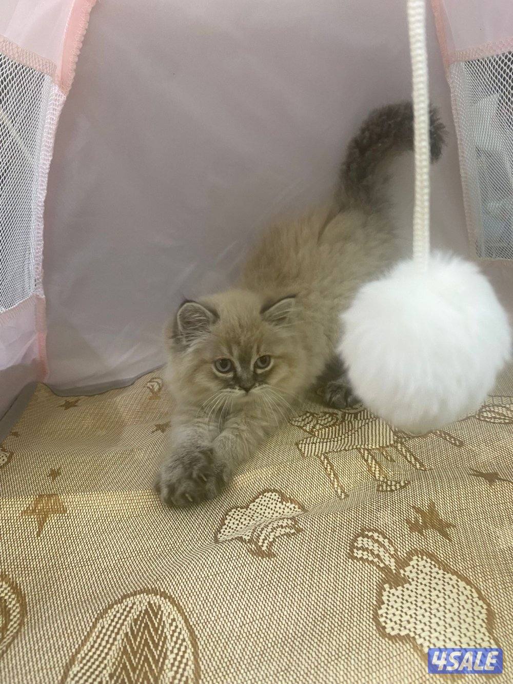 للبيع قطاوه بريتش و شيرازي هاملي العمر شهرين في نثية و ذكر صحتهم زينه6