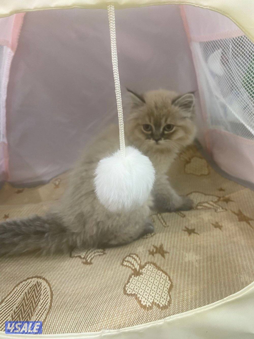 للبيع قطاوه بريتش و شيرازي هاملي العمر شهرين في نثية و ذكر صحتهم زينه7