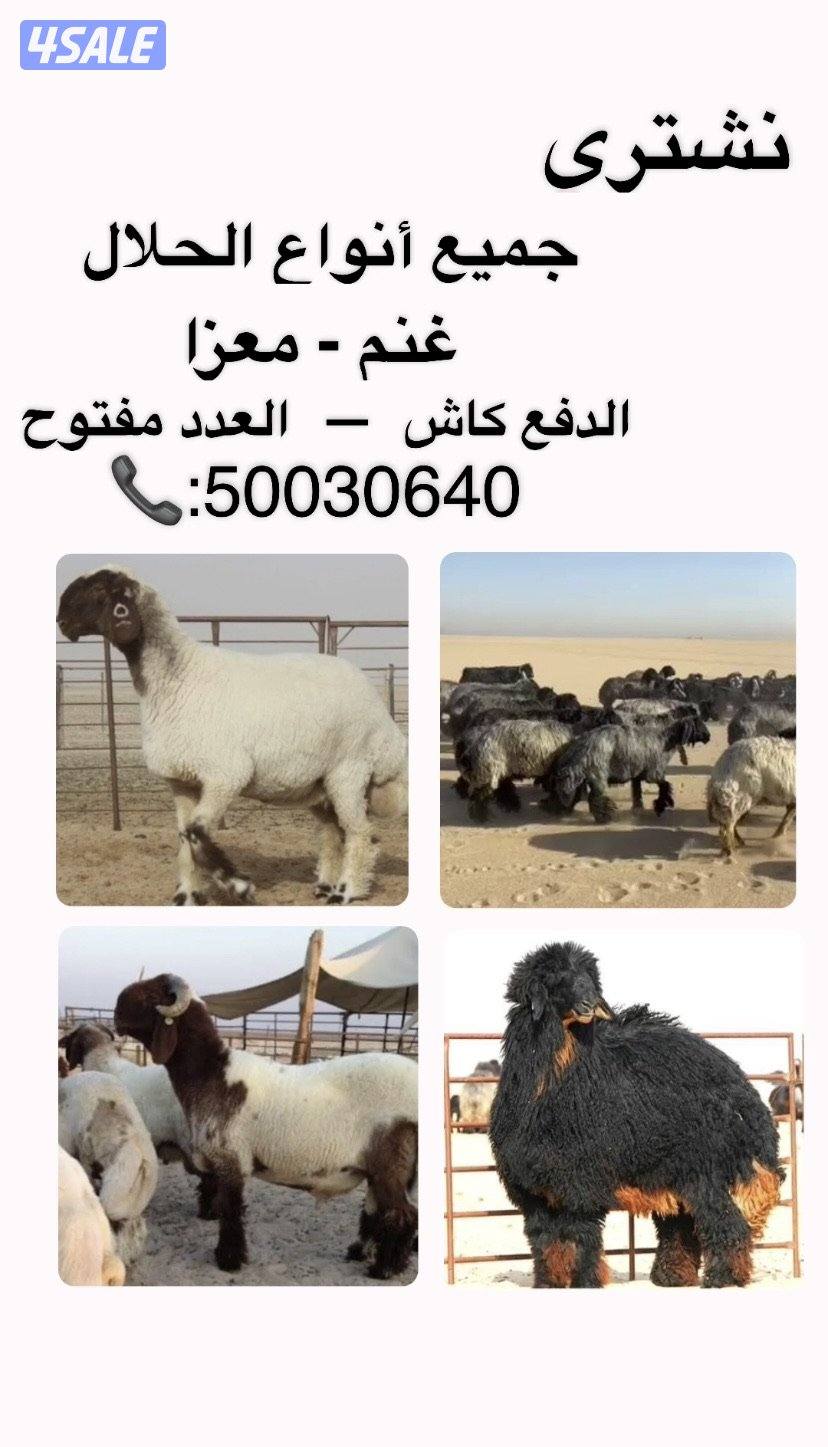 نشتري جميع أنواع الحلال0