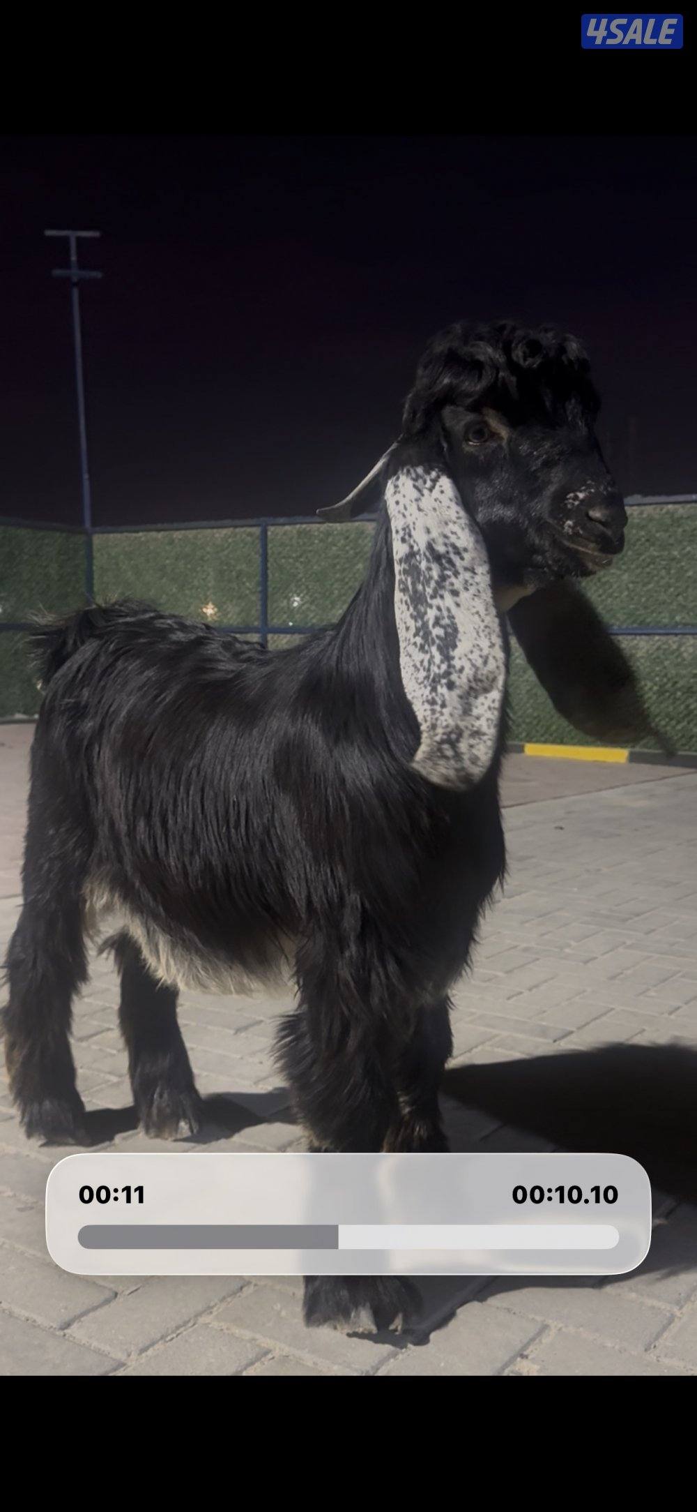 جذع عارضي اربش عطر خصم1