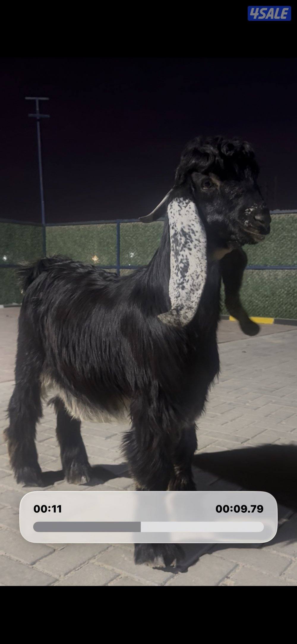 جذع عارضي اربش عطر خصم2