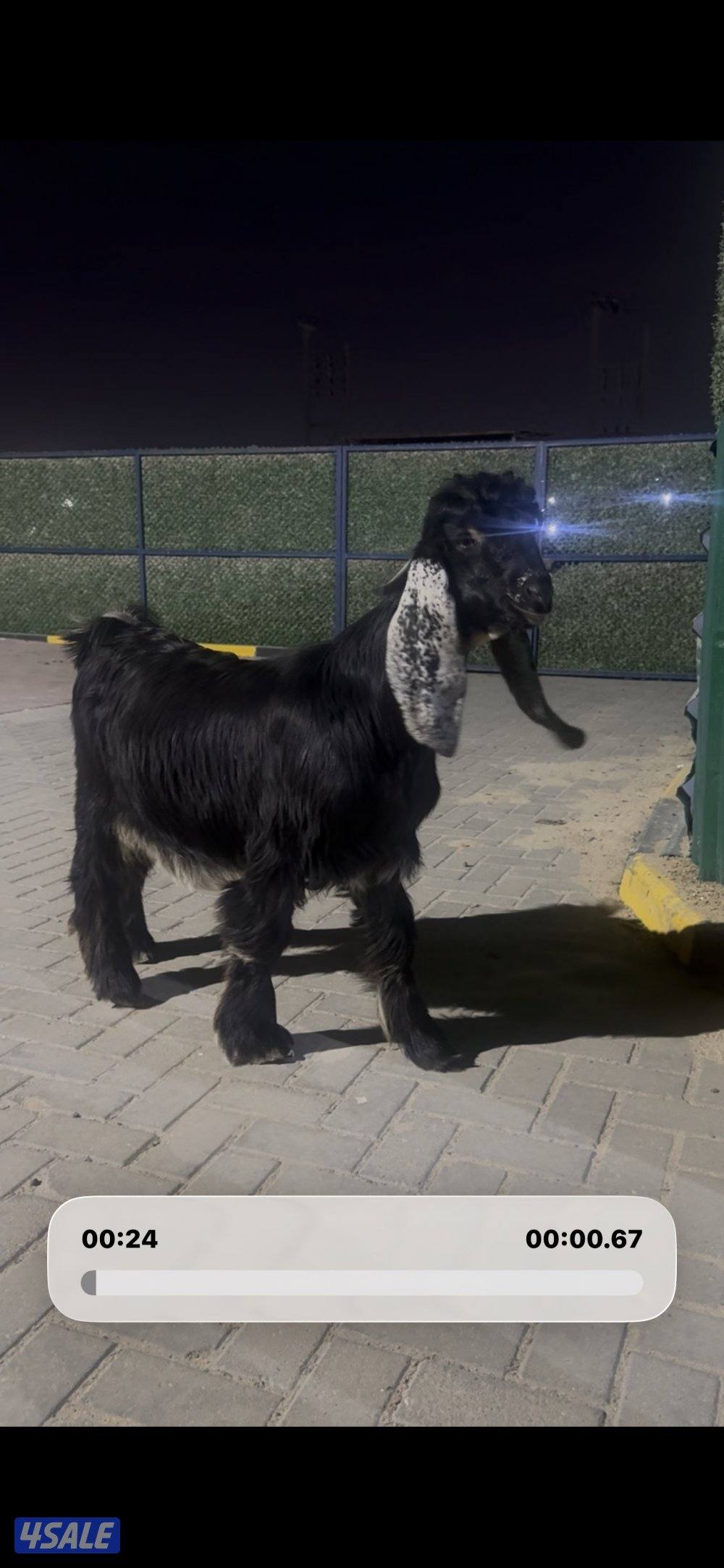 جذع عارضي اربش عطر خصم3