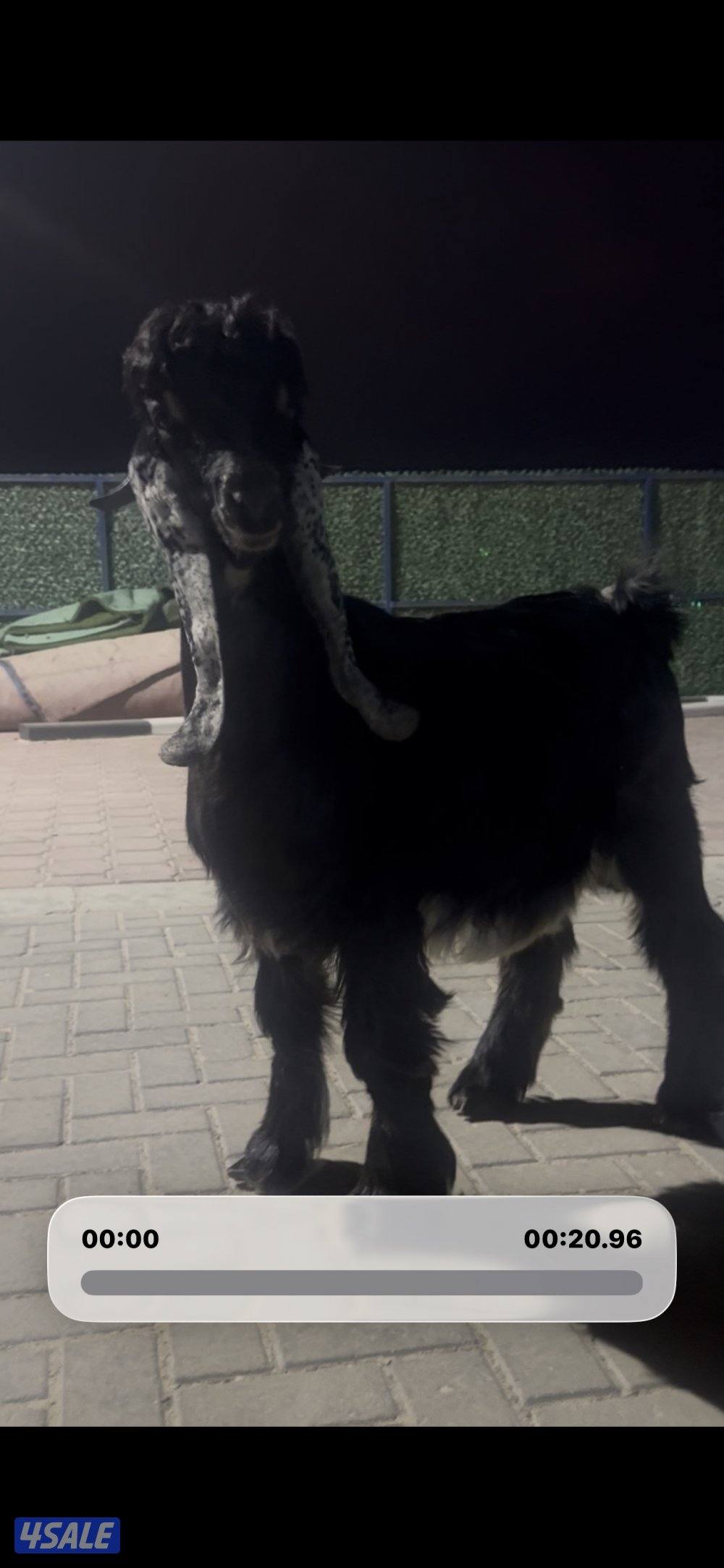 جذع عارضي اربش عطر خصم4