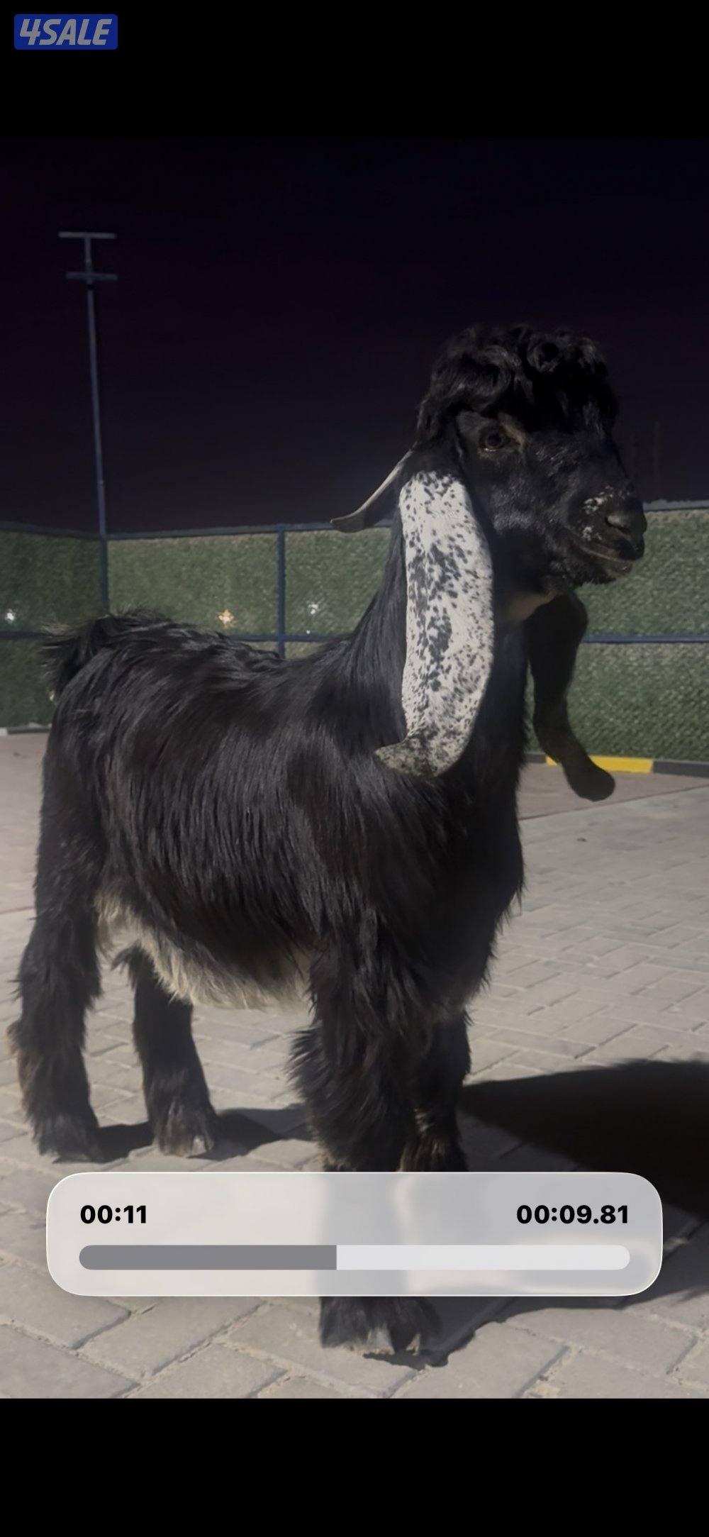 جذع عارضي اربش عطر خصم5