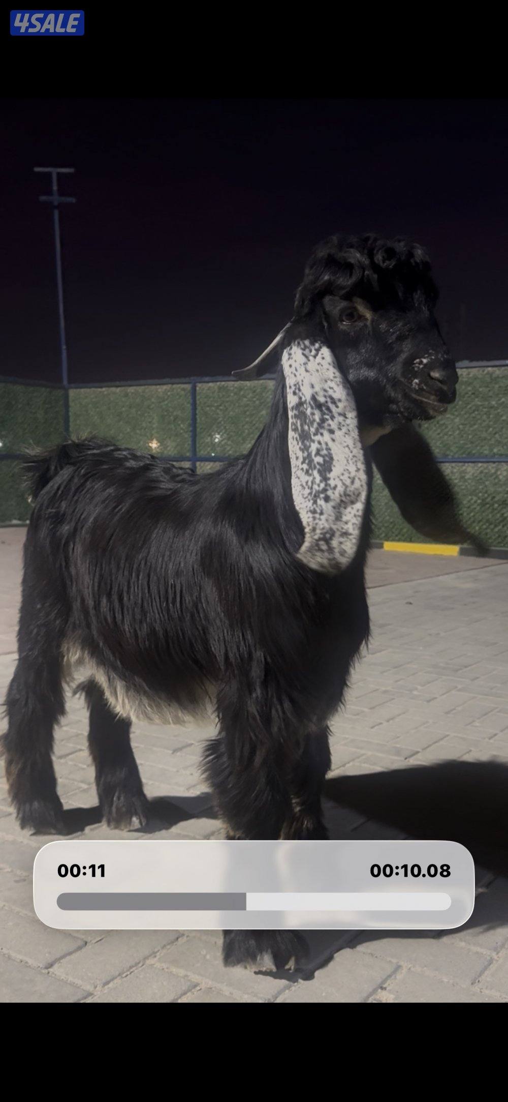 جذع عارضي اربش عطر خصم6