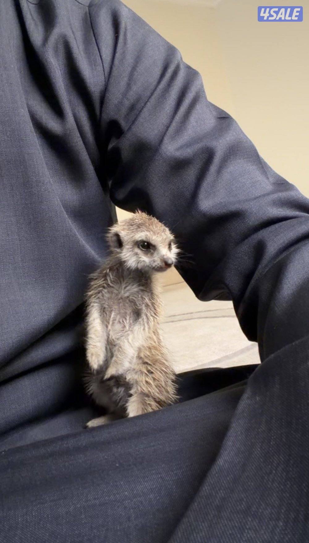 ميركات ( تيموون )0