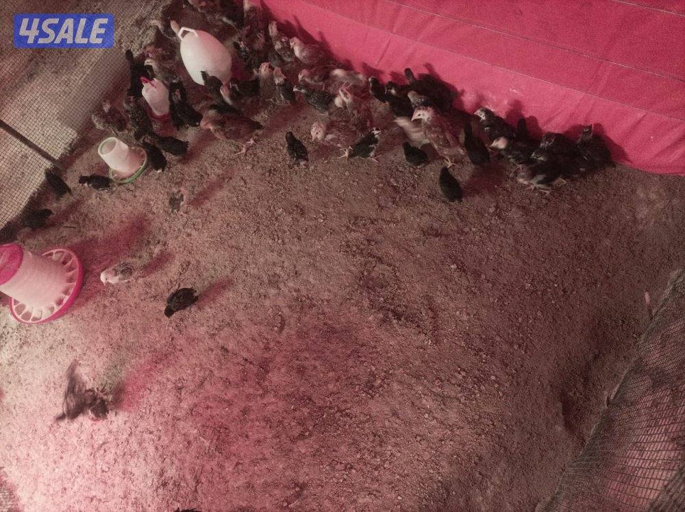 دجاج  51 و ٤٥ ديك للبيع جمله هولنيدي و عربي1