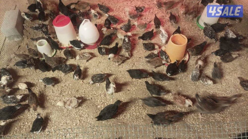 دجاج  51 و ٤٥ ديك للبيع جمله هولنيدي و عربي0