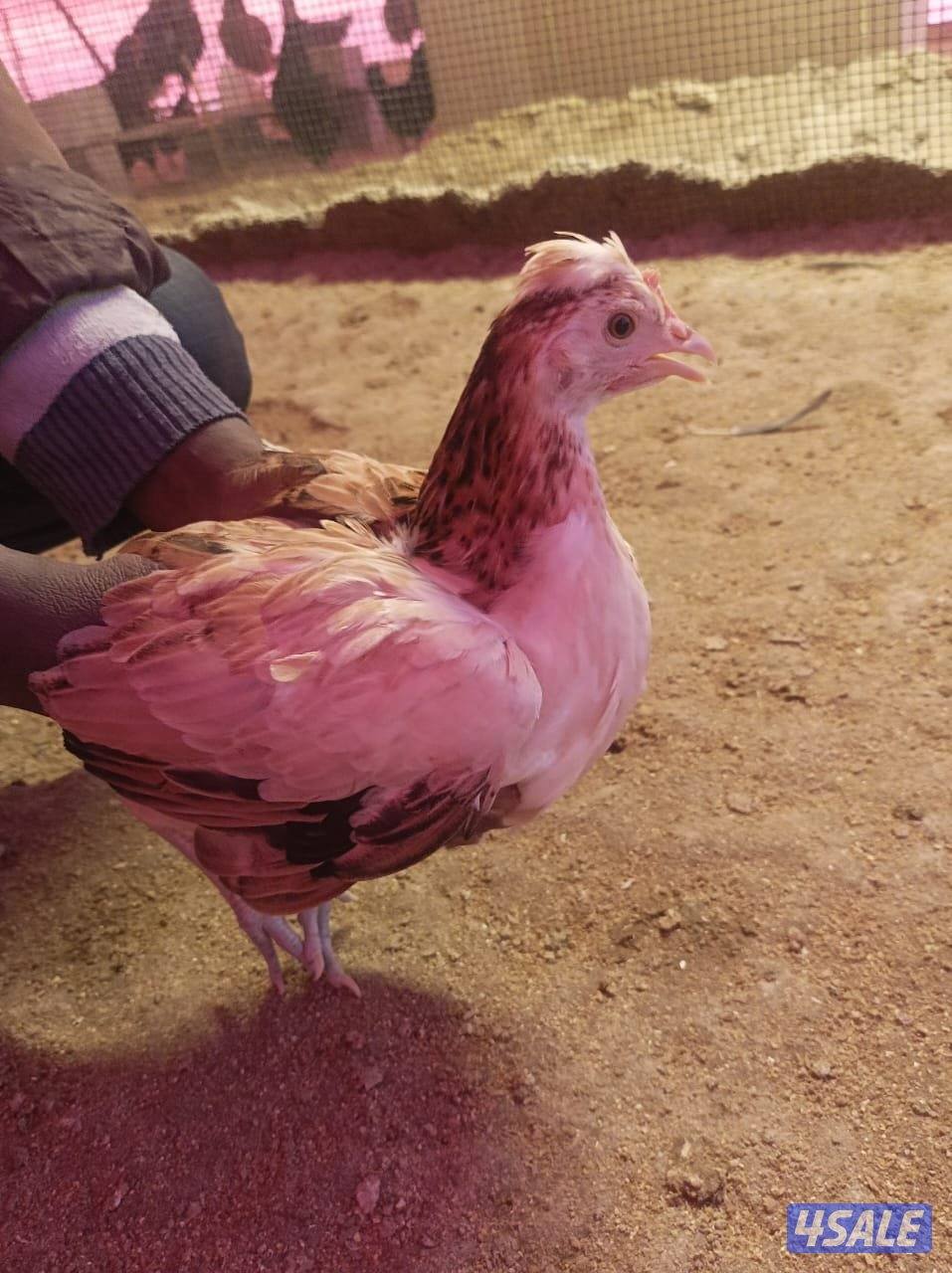 دجاج  51 و ٤٥ ديك للبيع جمله هولنيدي و عربي2