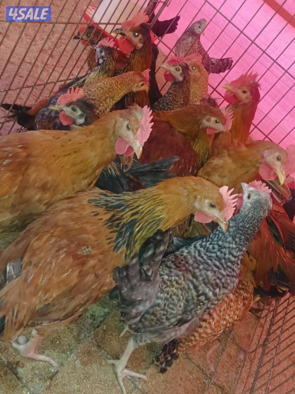 دجاج  51 و ٤٥ ديك للبيع جمله هولنيدي و عربي4