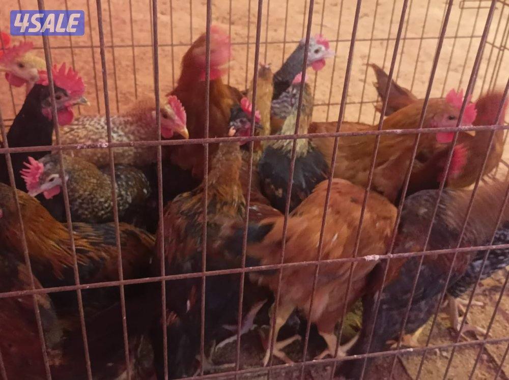 دجاج  51 و ٤٥ ديك للبيع جمله هولنيدي و عربي5