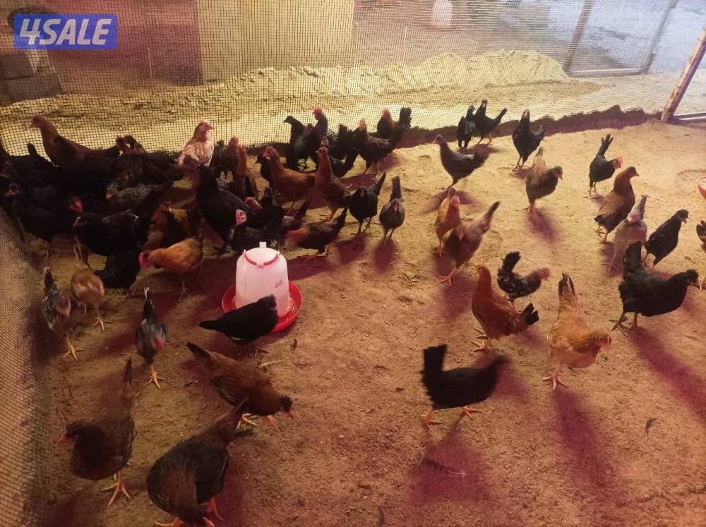 دجاج  51 و ٤٥ ديك للبيع جمله هولنيدي و عربي6