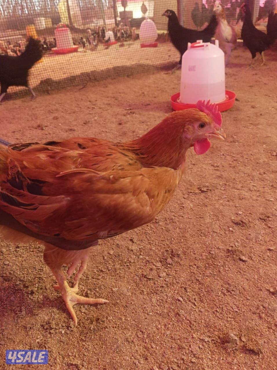 دجاج  51 و ٤٥ ديك للبيع جمله هولنيدي و عربي7