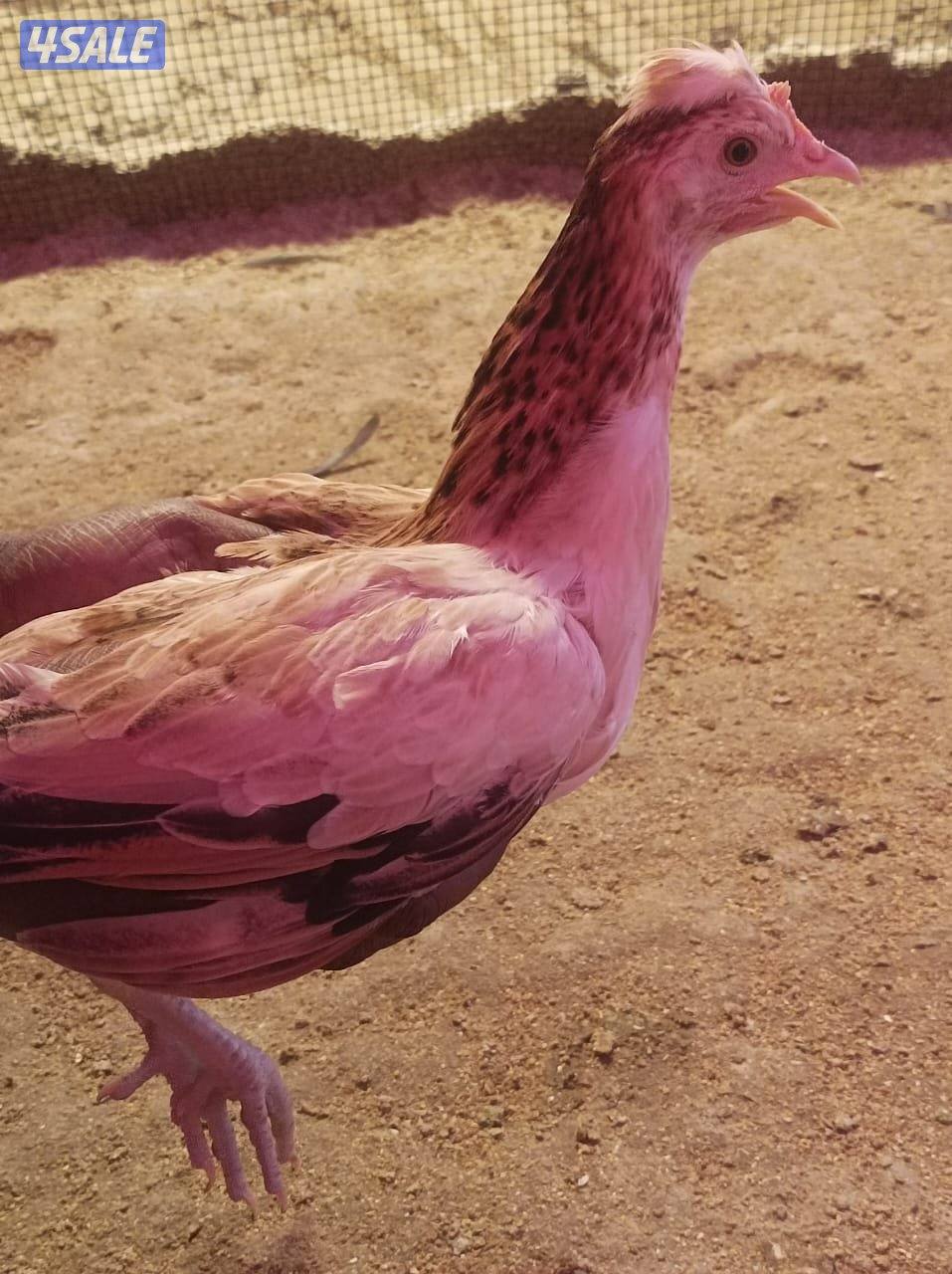 دجاج  51 و ٤٥ ديك للبيع جمله هولنيدي و عربي10