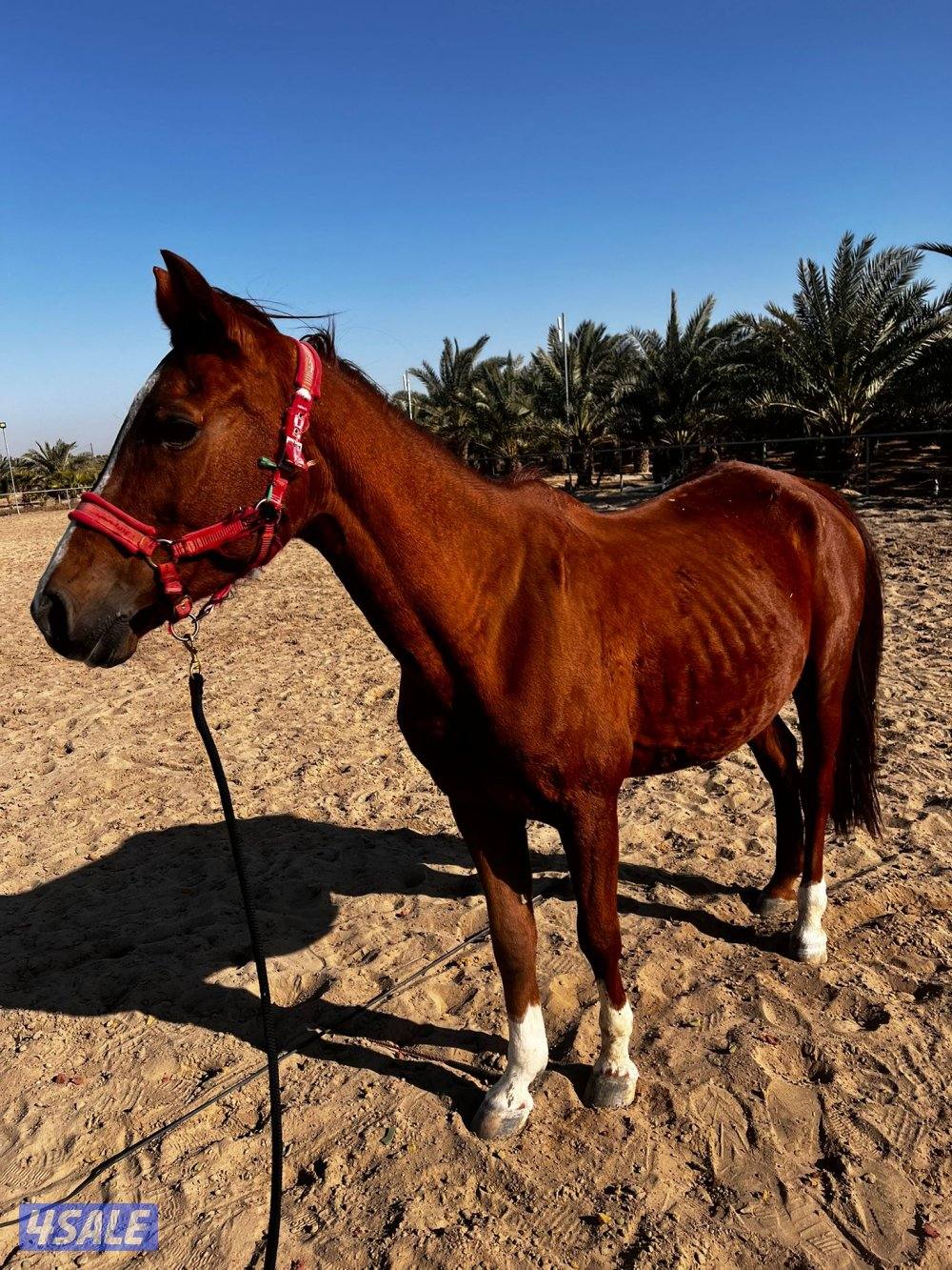 فرس فرنسية0