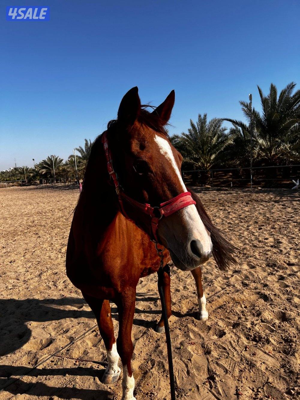 فرس فرنسية1