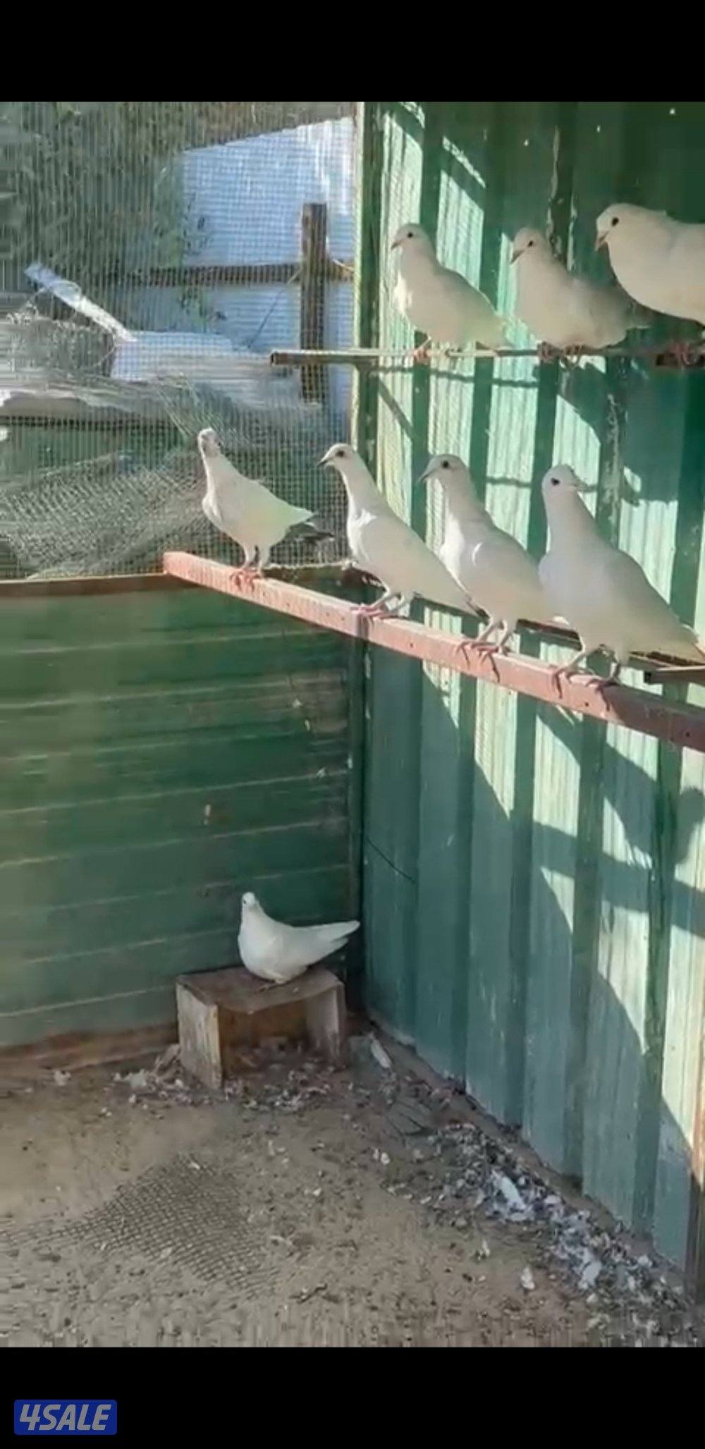 للبيع حمام لازم فرنسي الوزان احجام كبيرة0