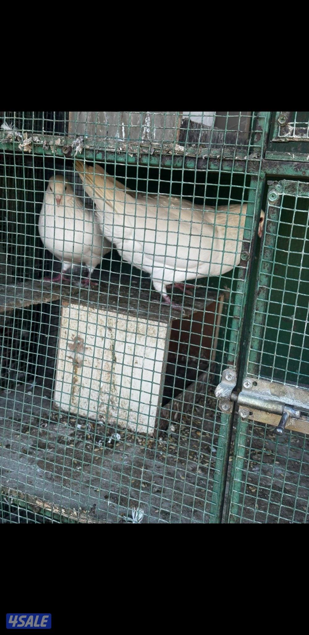 للبيع حمام لازم فرنسي الوزان احجام كبيرة1