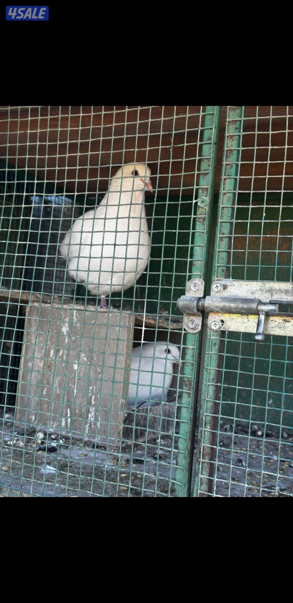 للبيع حمام لازم فرنسي الوزان احجام كبيرة2