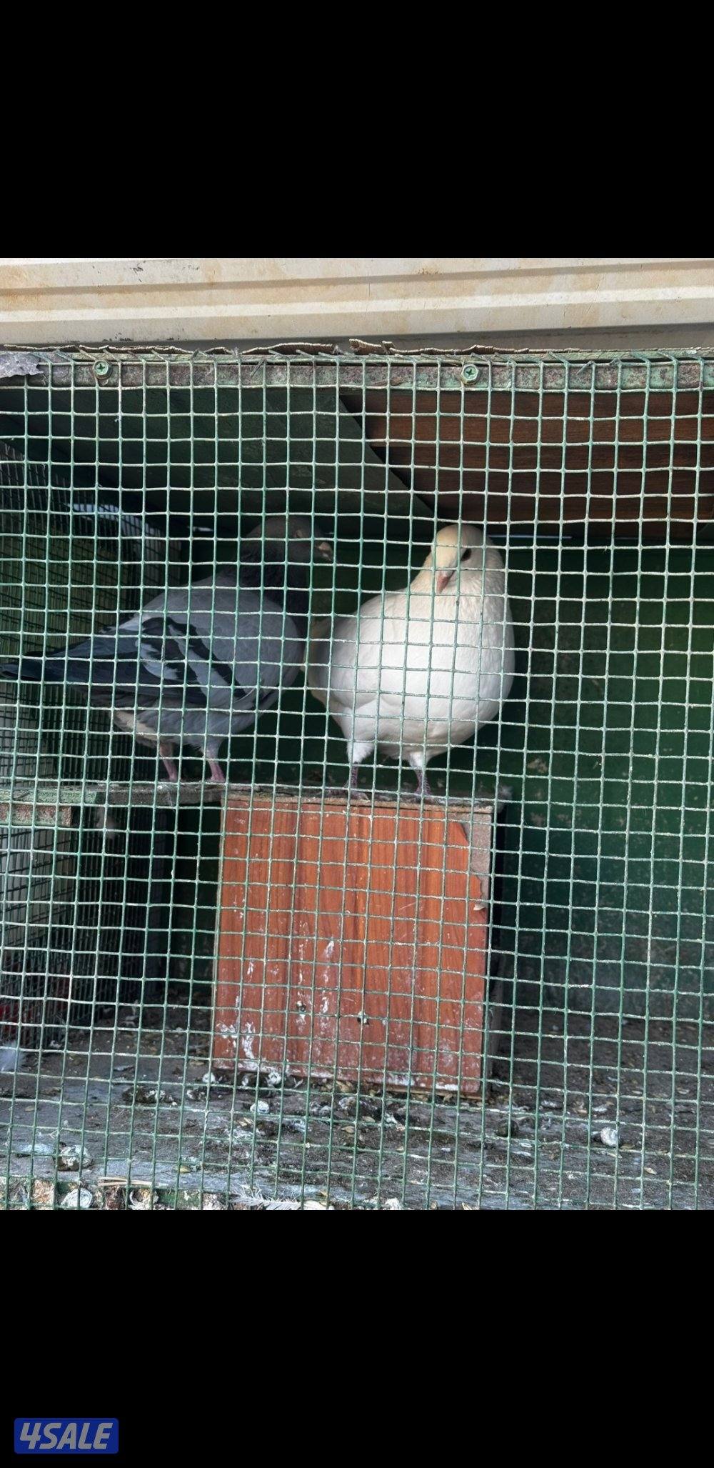 للبيع حمام لازم فرنسي الوزان احجام كبيرة3