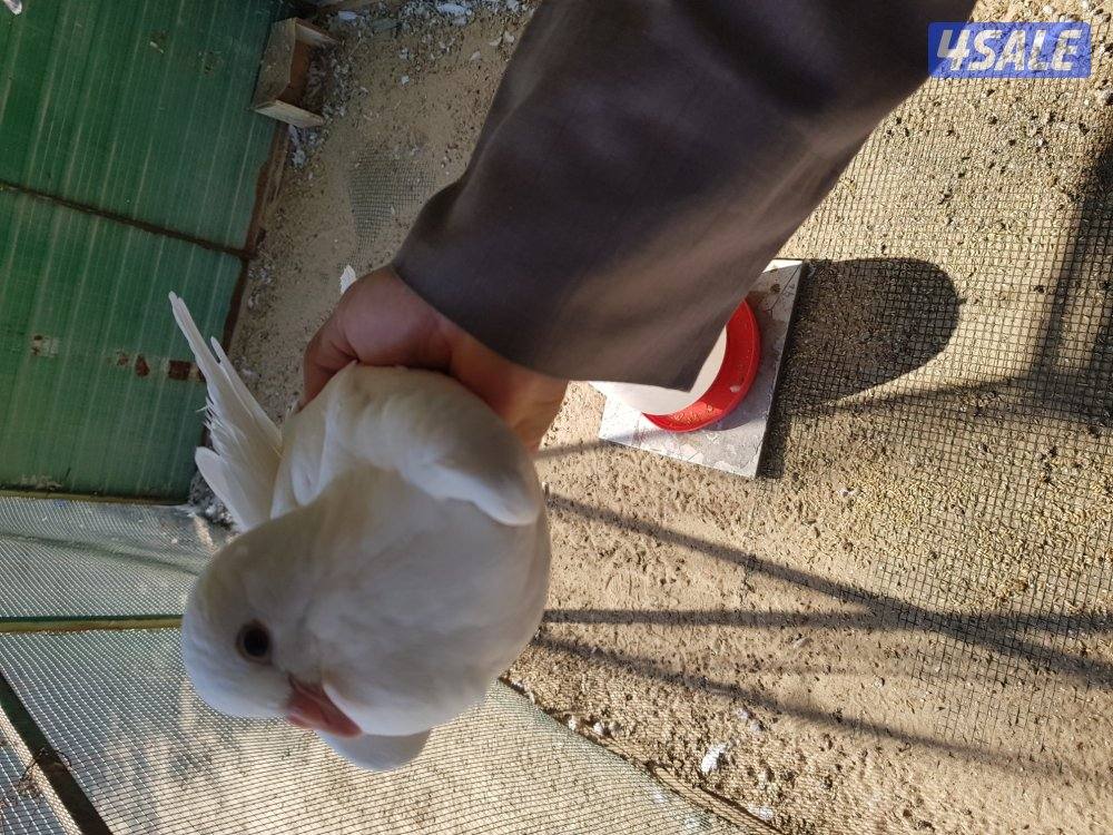 للبيع حمام لازم فرنسي الوزان احجام كبيرة4
