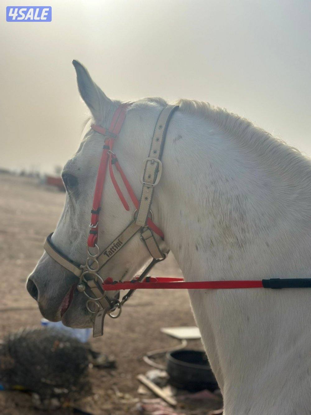 ‏للبيع حصان مصري خياله0