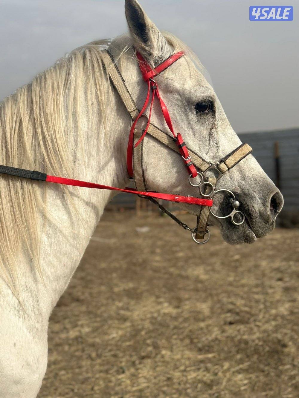 ‏للبيع حصان مصري خياله1