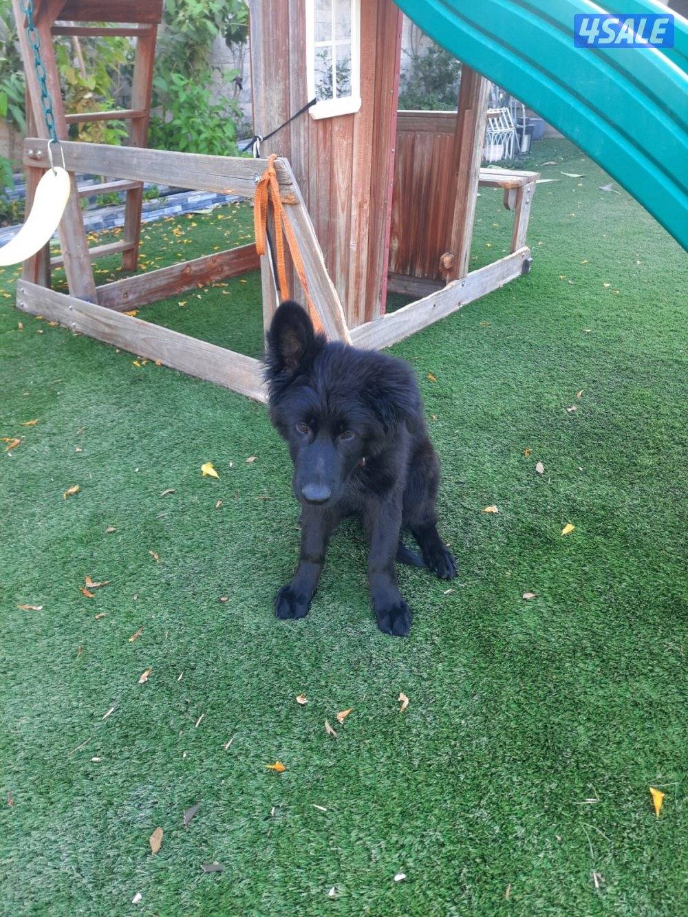 للبيع نثيه رويال بلاك شولاين حجم جامبو1