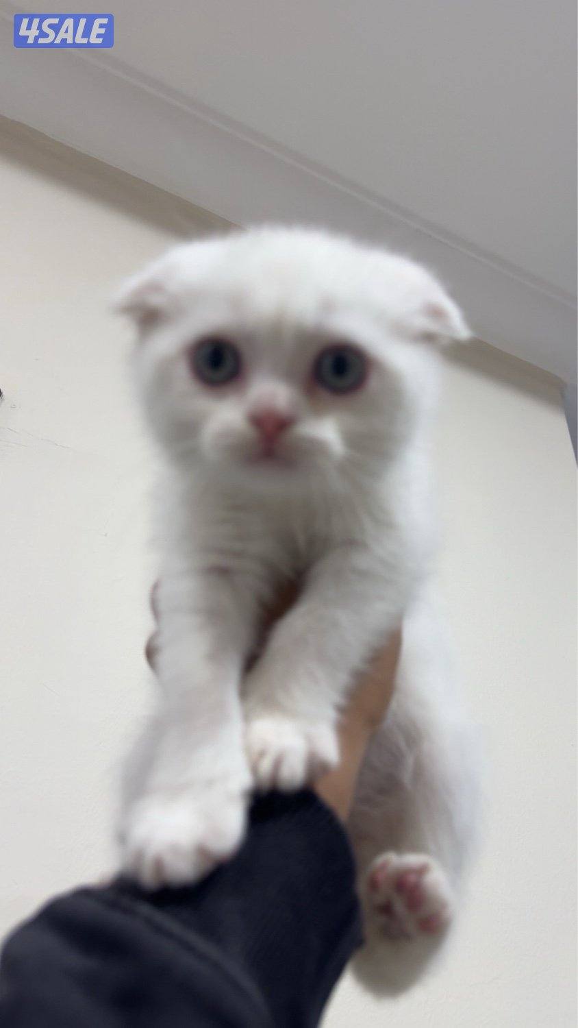 قطو سكوتش وايت بيور0