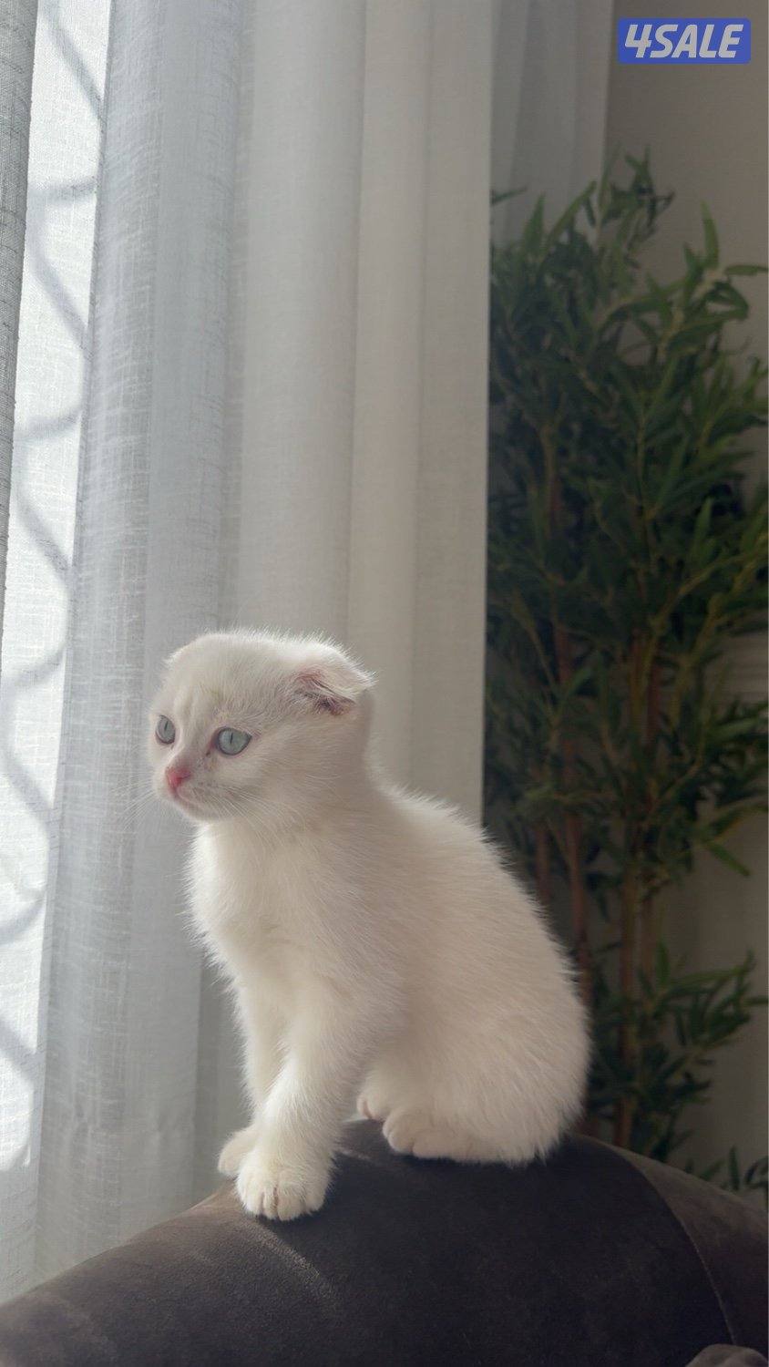 قطو سكوتش وايت بيور2