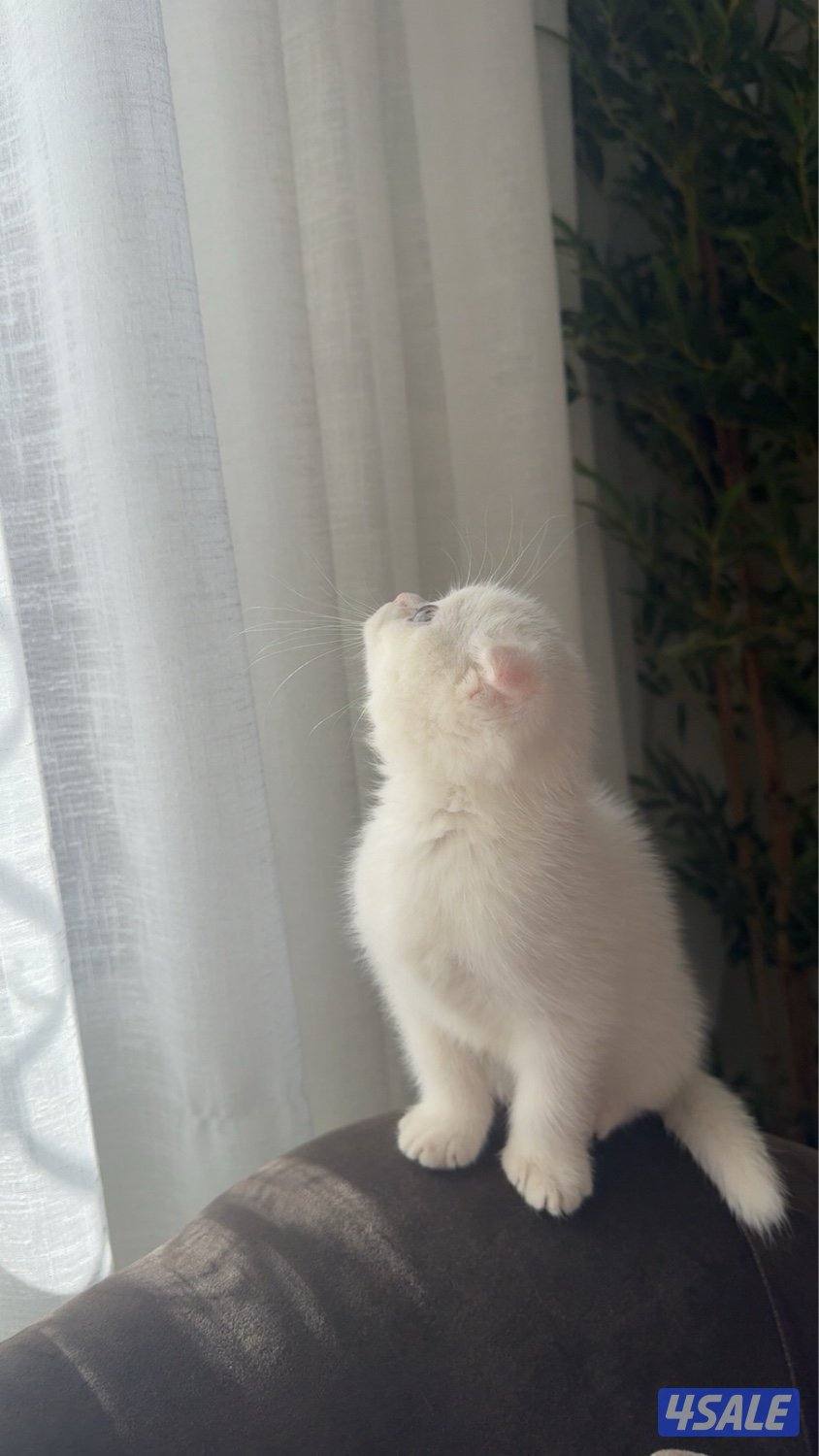 قطو سكوتش وايت بيور3