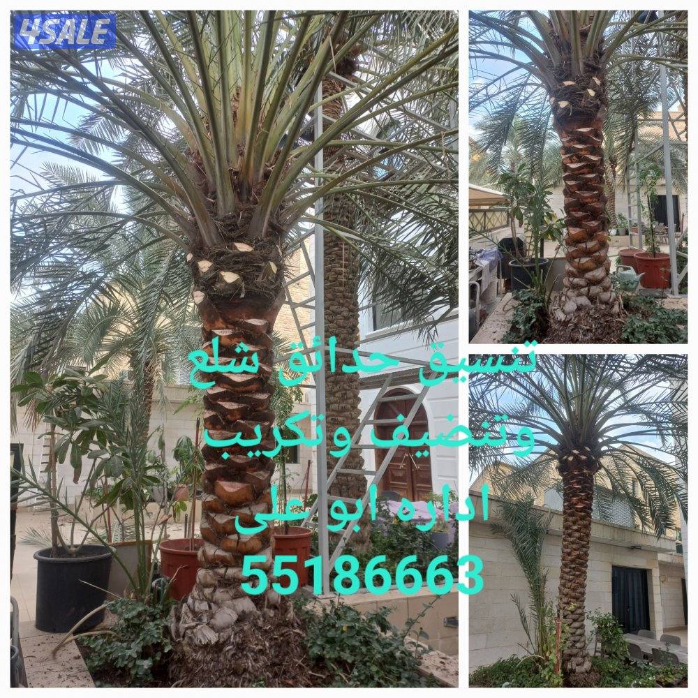 تنظيف 🌴تلقيح🌴 ورش النخيل🌴 ابو على🌹 اهوازى للنخيل🌴🌹 خبره 22عاما🌹0