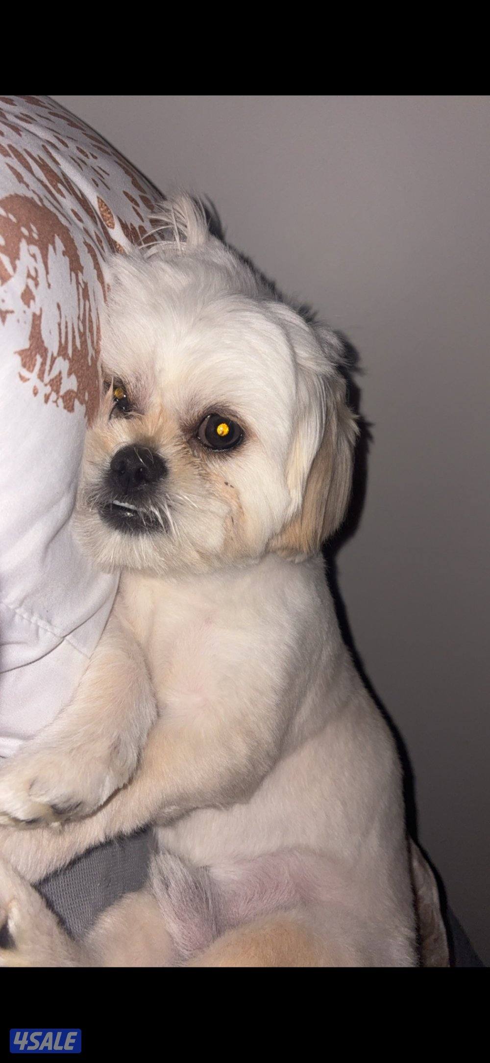 شيتزو ذكر 9 شهور1