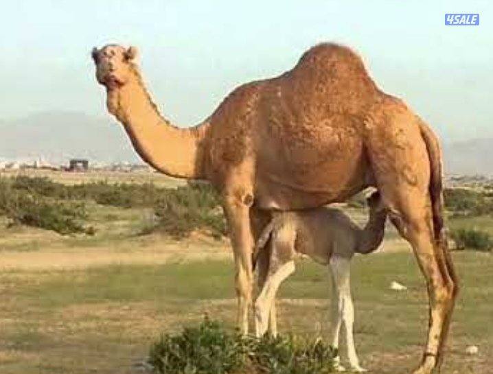 عسافة رحايل.... وضيار ابل0