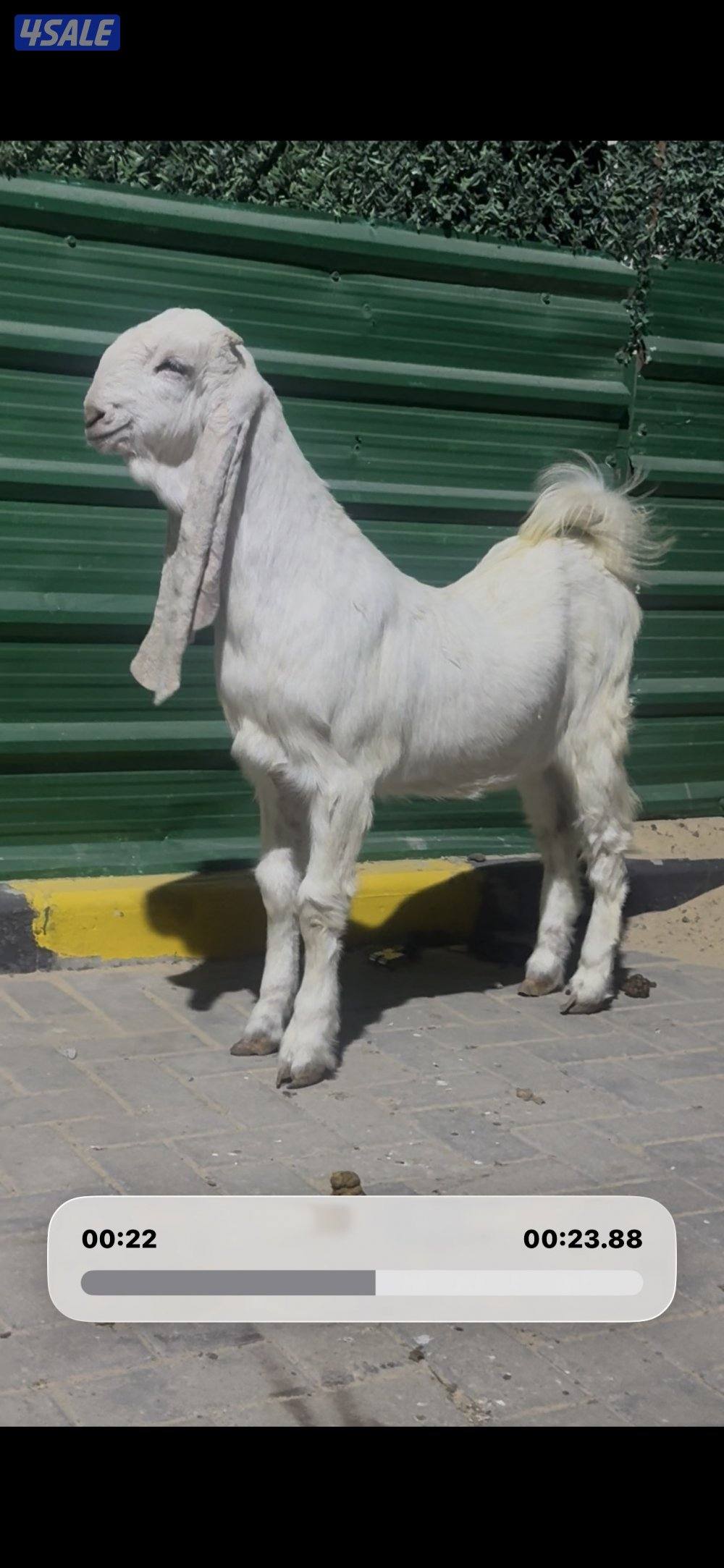 جذعه خصم الخصم0