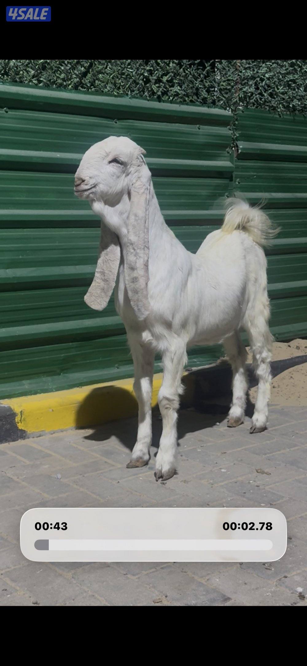 جذعه خصم الخصم1