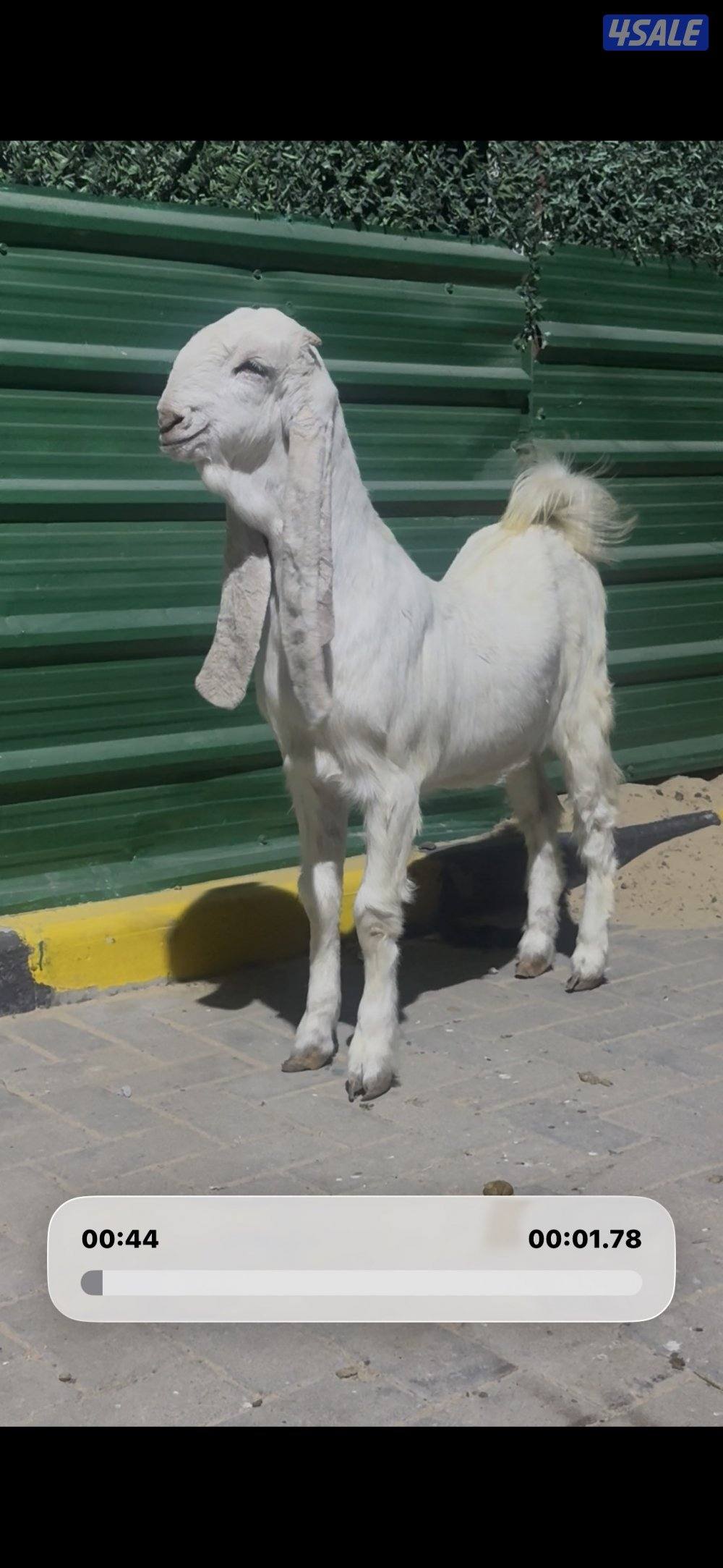 جذعه خصم الخصم2