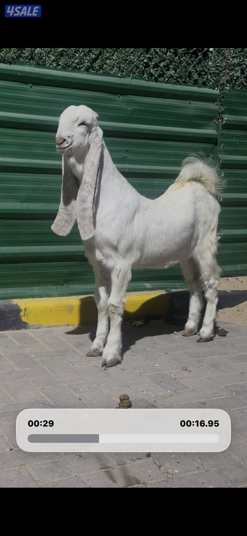 جذعه خصم الخصم3