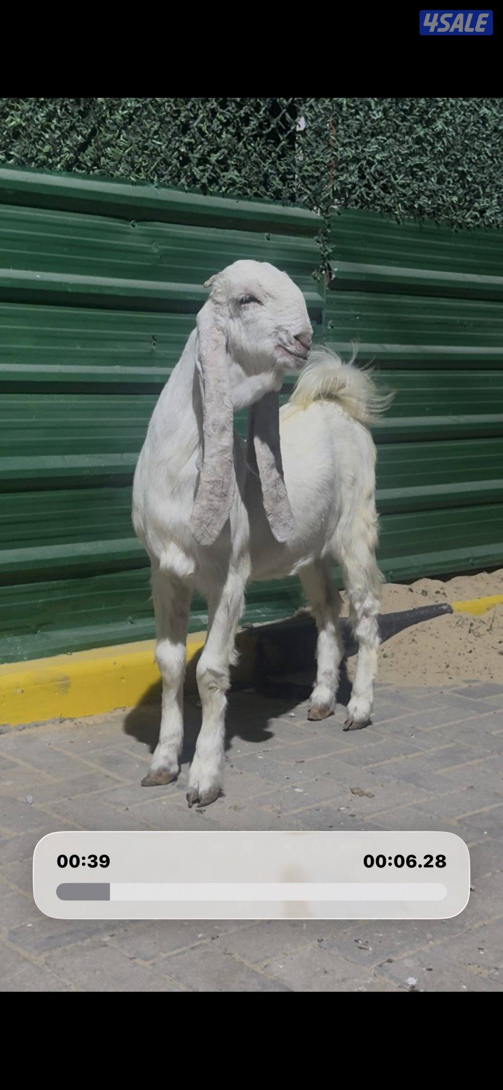 جذعه خصم الخصم4