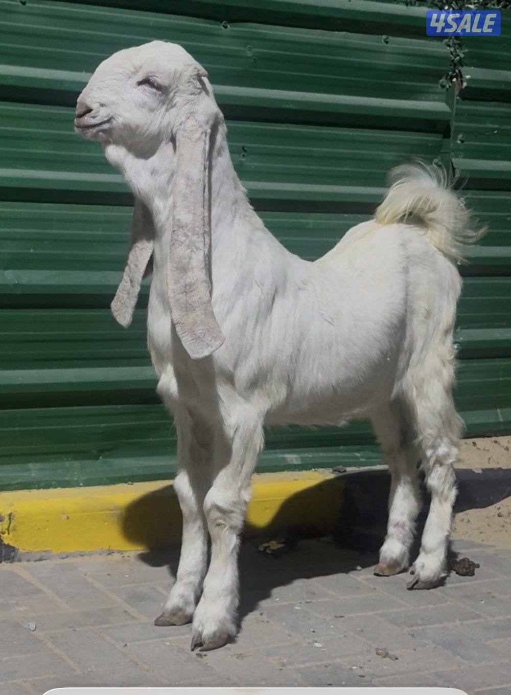 جذعه خصم الخصم5