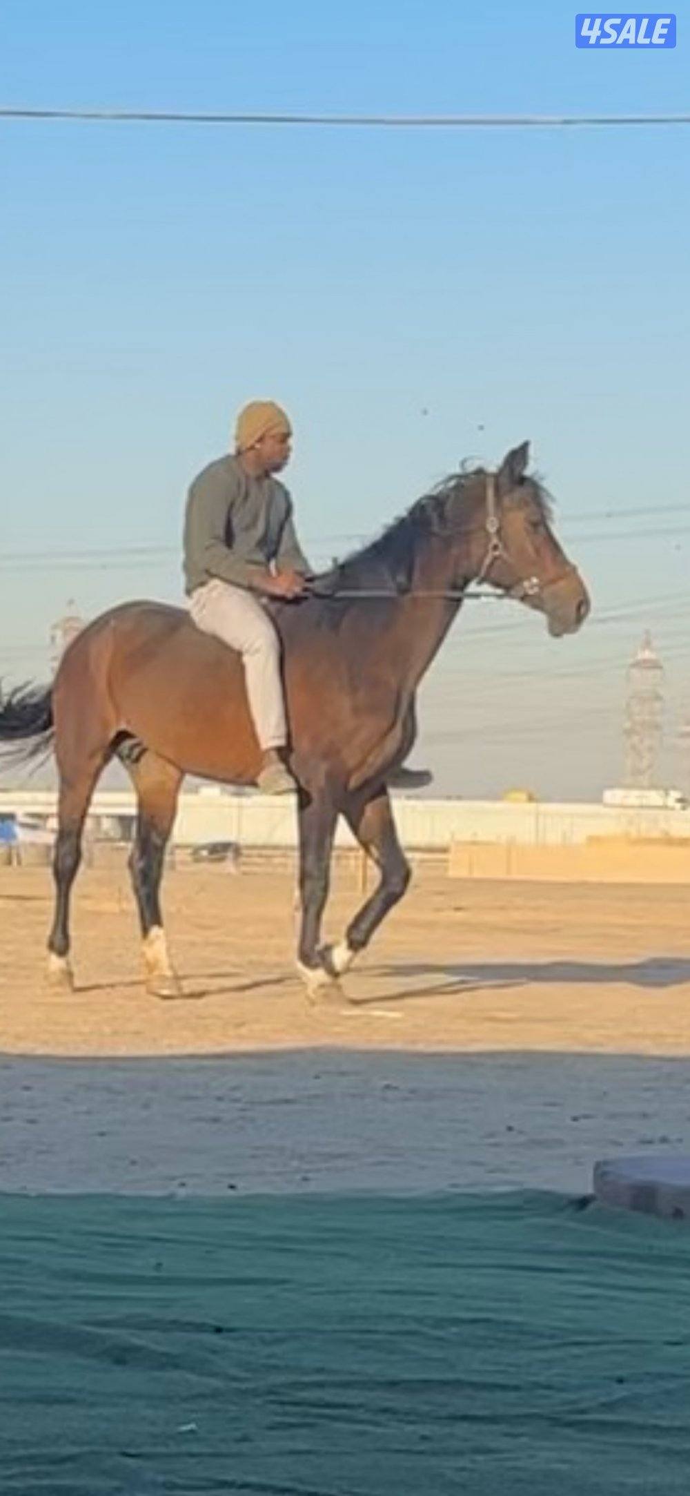 للبيع فرس بلجيكيه0