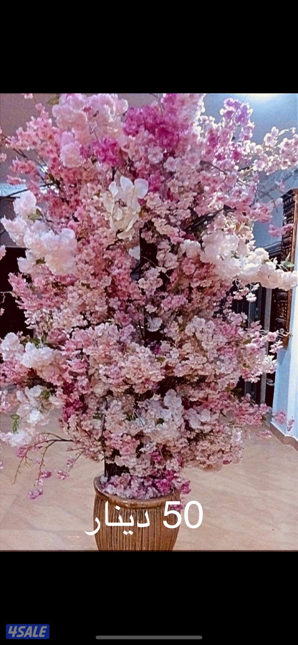 اثاث للبيع نظيف دوانيه و غرفة نوم و صالة معيشة1