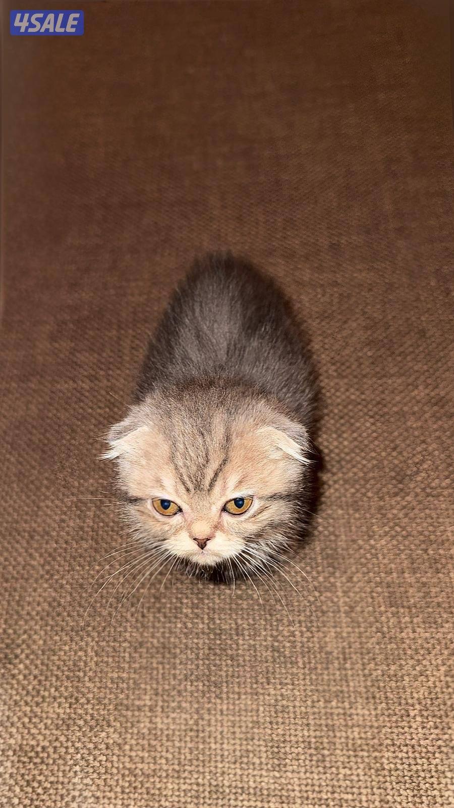 للبيع٣ قطط ذكور0