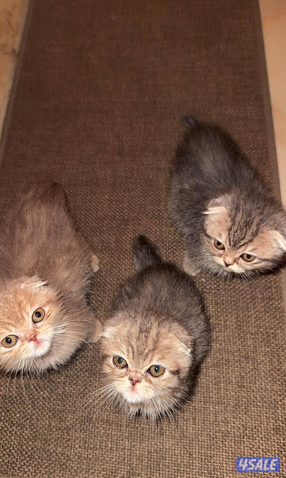 للبيع٣ قطط ذكور2