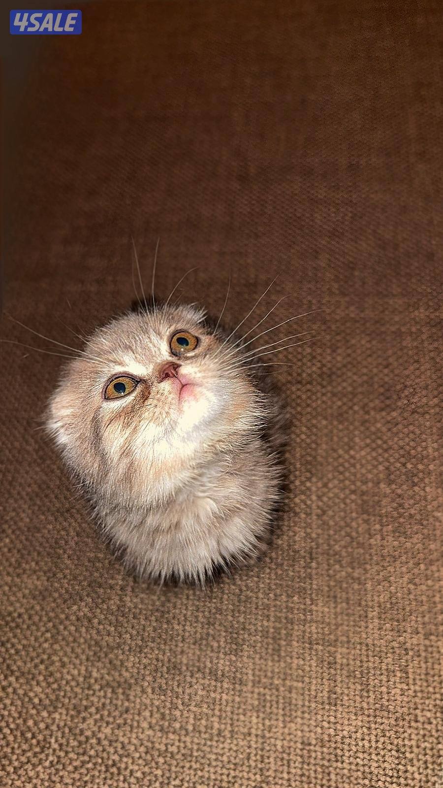 للبيع٣ قطط ذكور1