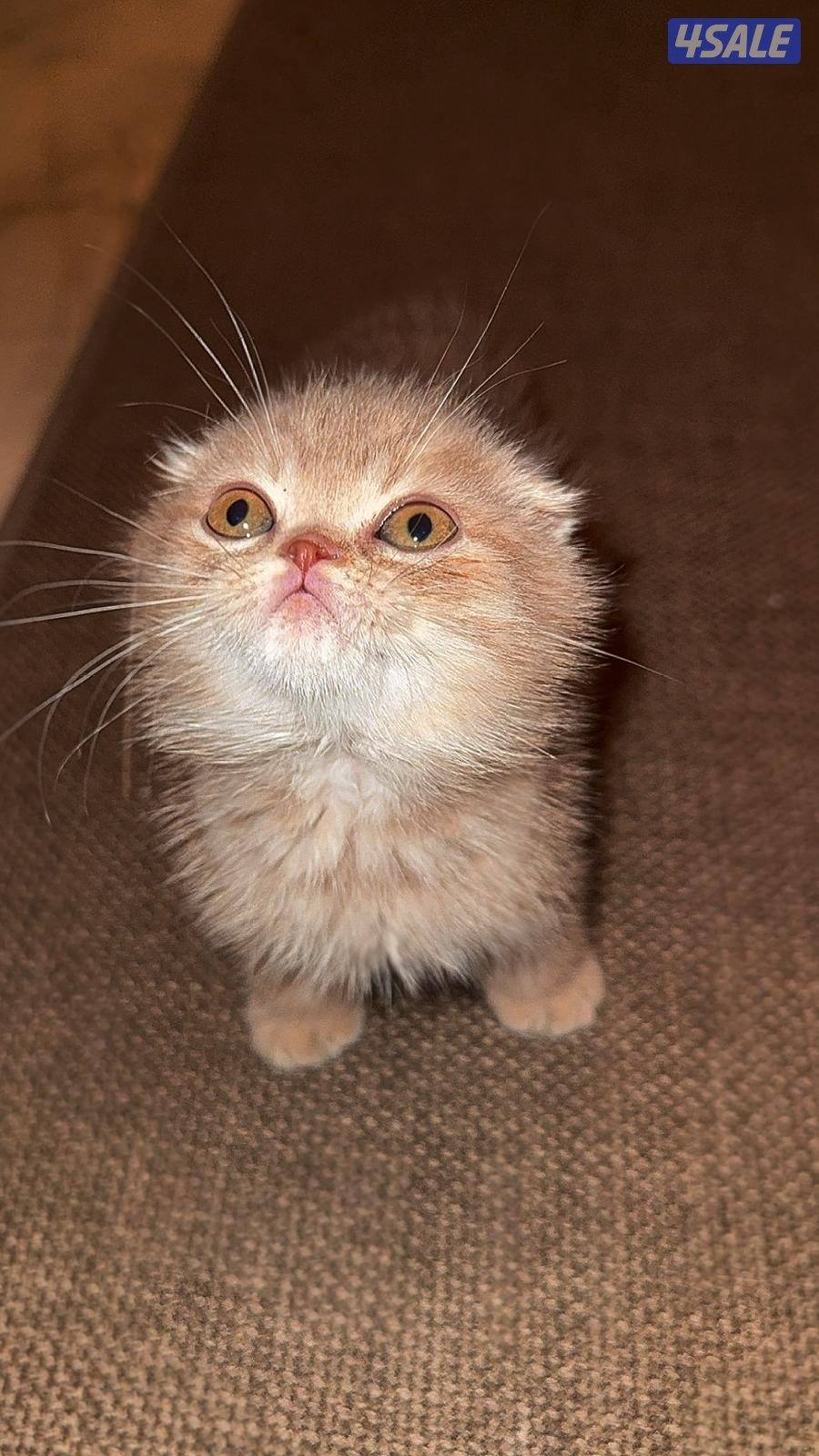 للبيع٣ قطط ذكور3